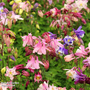 Aquilegia 'Sweet Rainbows' - Kew Collection Seeds