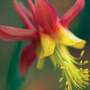 Aquilegia skinneri 'Tequila Sunrise'