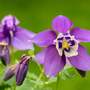 Aquilegia caerulea 'Vermont'