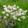 Aquilegia vulgaris 'Alba'