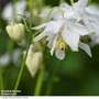 Aquilegia vulgaris Stellata 'White Barlow'