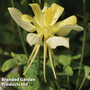 Aquilegia 'Yellow' - Seeds