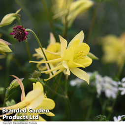 Aquilegia 'Yellow' - Seeds