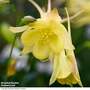 Aquilegia chrysantha 'Yellow Queen'