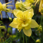 Aquilegia chrysantha 'Yellow Star'