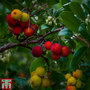 Arbutus unedo 'Compacta'