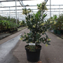 Arbutus unedo 'Atlantic'