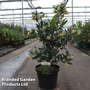 Arbutus unedo 'Atlantic'