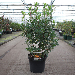 Arbutus unedo 'Roselily'