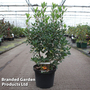 Arbutus unedo 'Roselily'