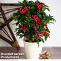 Ardisia crenata 'Queen Star' - Gift