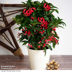 Ardisia crenata 'Queen Star' - Gift