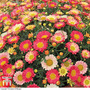 Argyranthemum 'Aramis Apricot' (Aramis Series)