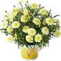 Argyranthemum aramis 'Double Primrose'
