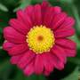 Argyranthemum frutescens 'Aramis Red Improved'