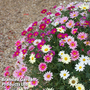 Argyranthemum Aramis Collection