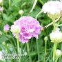 Armeria 'Ballerina Lilac'