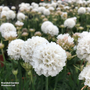 Armeria 'Dreameria Dream Clouds'