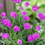 Armeria 'Dreameria Vivid Dreams'