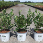 Aronia melanocarpa 'Revontuli Mound'