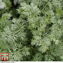 Artemisia arborescens 'Powis Castle'