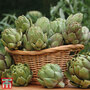 Globe Artichoke 'Green Globe Improved' F1 Hybrid - Seeds
