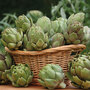 Globe Artichoke 'Green Globe Improved' F1 Hybrid - Seeds