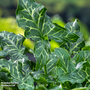 Arum italicum
