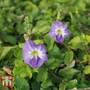 Asarina barclaina Climber - Seeds
