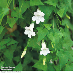 Asarina scandens 'Brides White' - Seeds