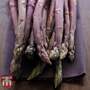 Asparagus 'Burgundine' (Spring Planting)