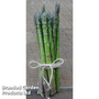 Asparagus 'Guelph Eclipse'