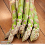 Asparagus officinalis 'Guelph Millennium' (Spring Planting)