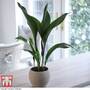 Aspidistra elatior (House Plant)