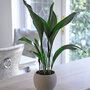 Aspidistra elatior