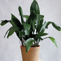 Aspidistra elatior