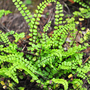 Asplenium trichomanes