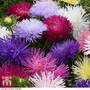 Aster 'Starlight Mixed' - Seeds