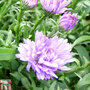 Aster novi-belgii 'Audrey'