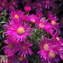 Aster novi-belgii 'Bahamas'