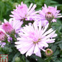 Aster novi-belgii 'Chatterbox'