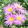 Aster novi-belgii 'Dandy'