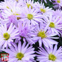 Aster novi-belgii 'Lady in Blue'