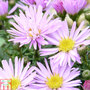 Aster novi-belgii 'Little Pink Beauty'