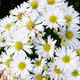 Aster novi-belgii 'Snow Cushion'