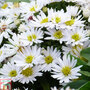 Aster novi-belgii 'Snowsprite'