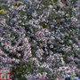 Aster novi-belgii 'Lady in Black'