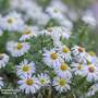 Aster Novi-Belgii 'Apollo'
