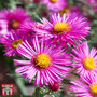 Aster 'Bahamas' (Island Series)
