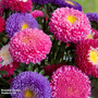 Aster 'Duchess Mixed' - Seeds